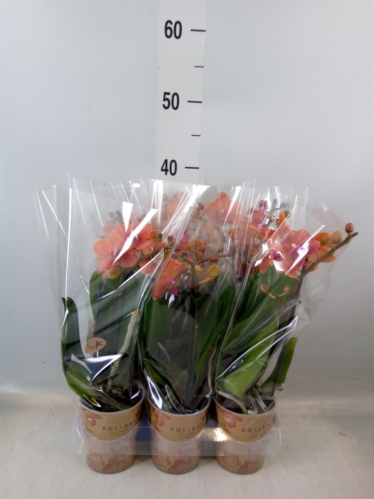 <h4>Phalaenopsis multi. 'Ant Bolzano'</h4>