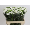 Dianthus Br White Duke