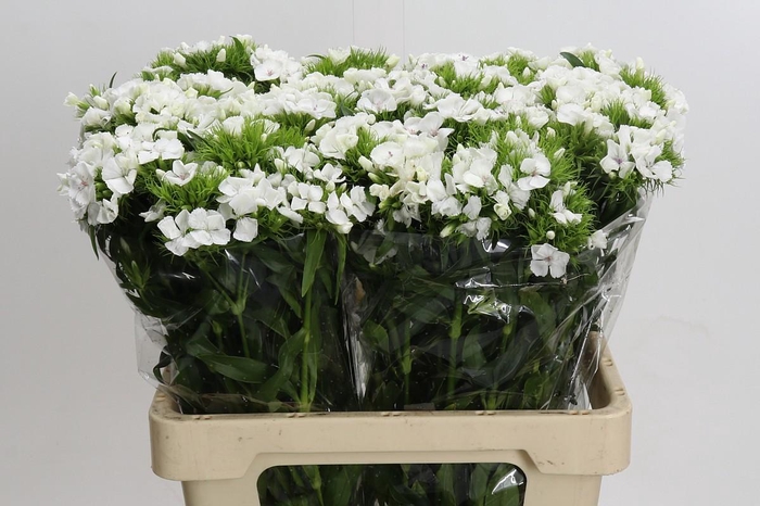 <h4>Dianthus Br White Duke</h4>