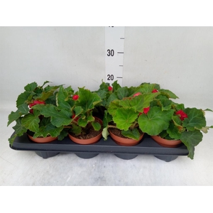 Begonia tuber. 'Tenella Scarlet'