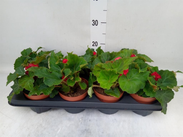 <h4>Begonia tuber. 'Tenella Scarlet'</h4>