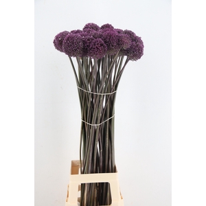ALLIUM SUMMER DRUMME