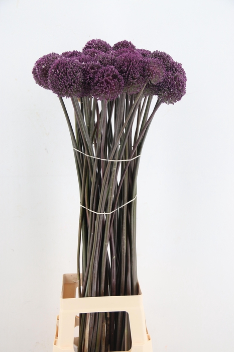<h4>ALLIUM SUMMER DRUMME</h4>