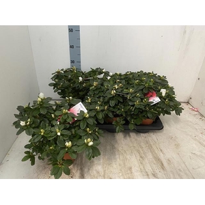 RHODO SI WITTE VOGEL