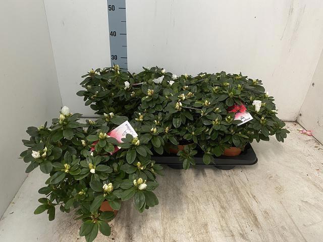 <h4>RHODO SI WITTE VOGEL</h4>