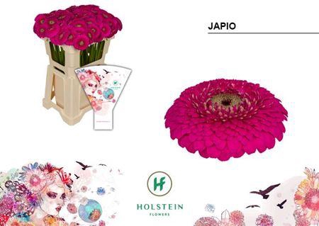 <h4>GE MB GERPONI JAPIO EMMER HOES X80</h4>