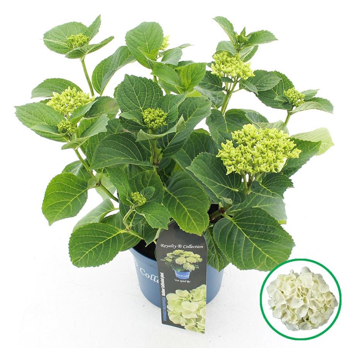 <h4>Hydrangea macr. Royalty® 'Ice Girl'® C3.5 (20cm.) Kn.</h4>