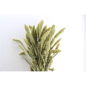Dried Setaria Natural X5 Bunch