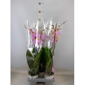 Phalaenopsis   ...mix