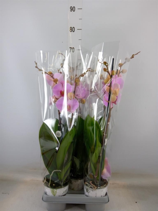 <h4>Phalaenopsis   ...mix</h4>