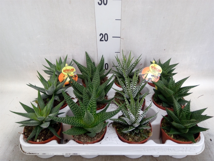 Haworthia   ...mix