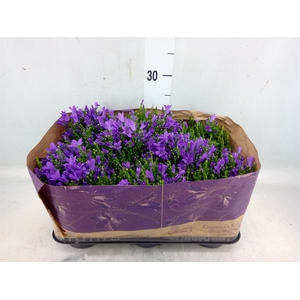 Campanula porten. 'Blueone'