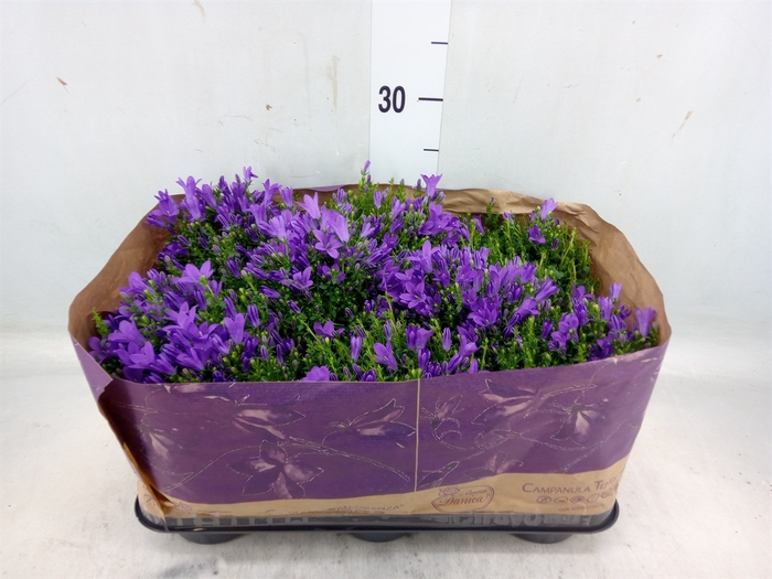 <h4>Campanula porten. 'Blueone'</h4>