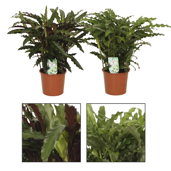 <h4>Calathea 17cm Grass mix</h4>