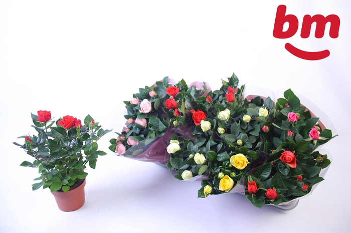 <h4>RO B MONDE GEM</h4>