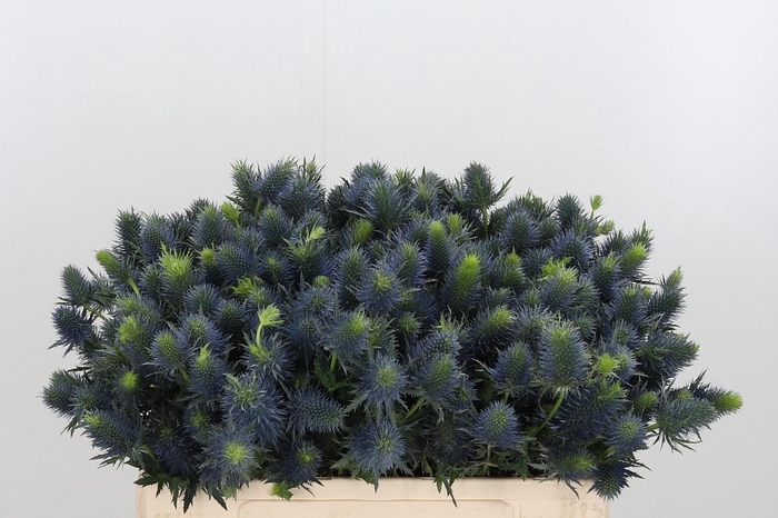 <h4>Eryn Supernova</h4>