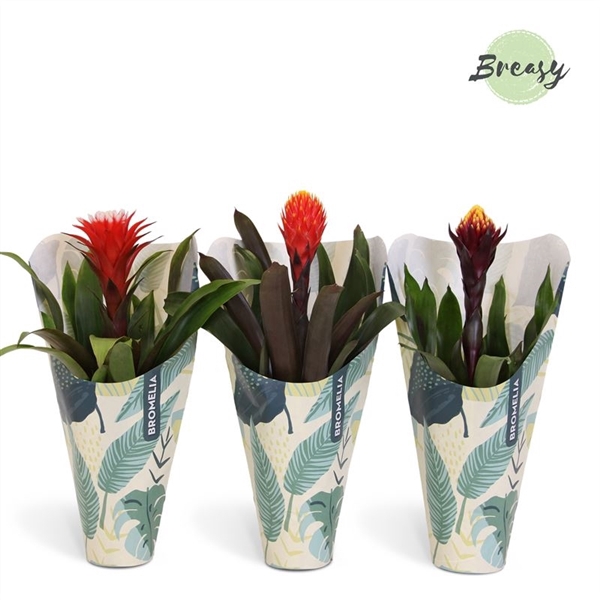<h4>Guzmania Rockyflower - 12cm in Jungle Kraft | Mimesis</h4>