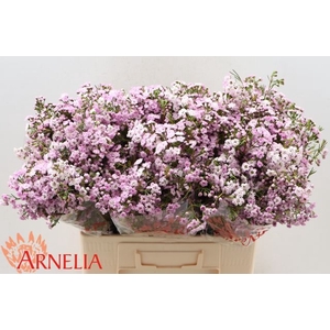 Chamelaucium dancing queen