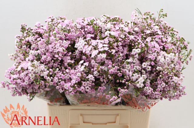 <h4>Chamelaucium dancing queen</h4>
