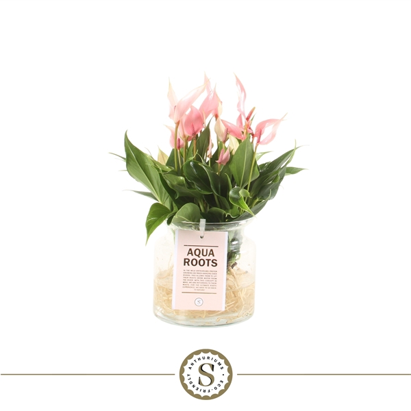 <h4>Aqua Roots Small Glas Lilli</h4>