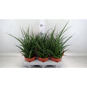 Sansevieria  'Fernwood'