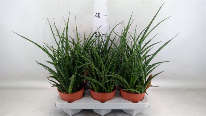 <h4>Sansevieria  'Fernwood'</h4>