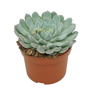 Echeveria cuspidata