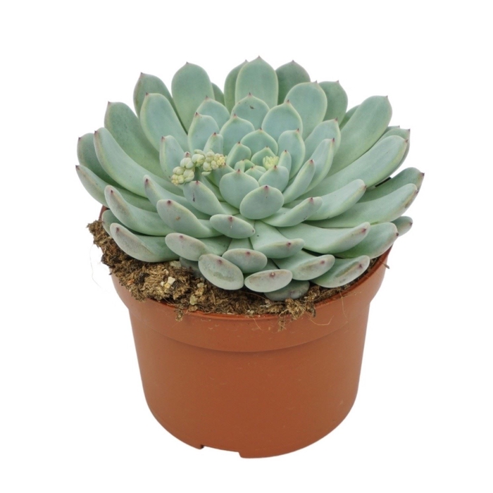 <h4>Echeveria cuspidata</h4>