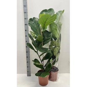 FICUS LYRATA
