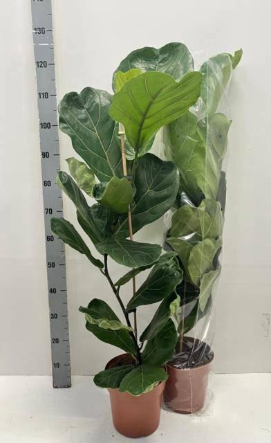 <h4>FICUS LYRATA</h4>