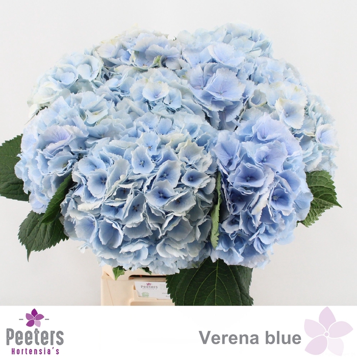 <h4>HYDR M CH VERENA BL</h4>
