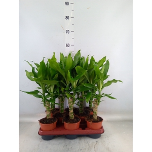 Dracaena frag. 'Steudneri'