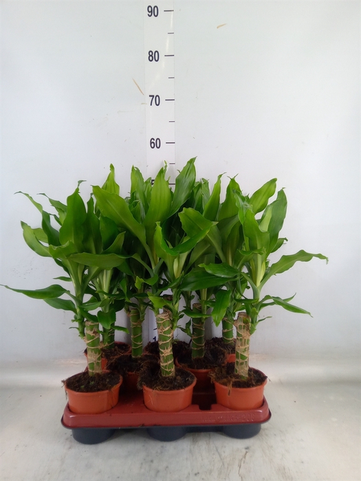 <h4>Dracaena frag. 'Steudneri'</h4>