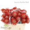 Leuco Ayoba Red