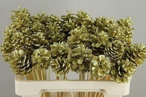<h4>Stick pine cone gold</h4>