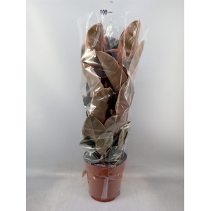 Ficus elastica 'Belize'