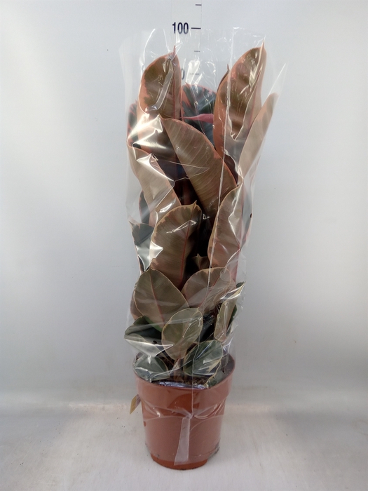 <h4>Ficus elastica 'Belize'</h4>