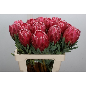 Protea  'Venus'