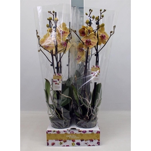 Phalaenopsis   ...yellow