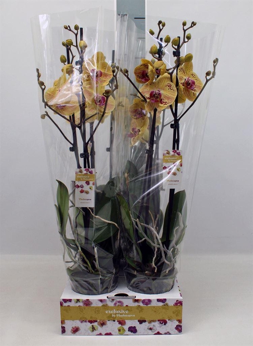 <h4>Phalaenopsis ...yellow</h4>