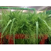 Grasses - Wheat grass (p/s)