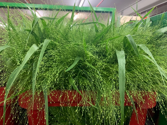 Grasses - Panicum Fountain (Stem)