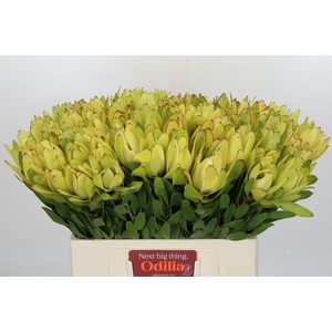 Leucadendron Goldstrike