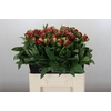 Paeonia Diana Parks