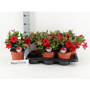 MANDE RIO PETITE RED