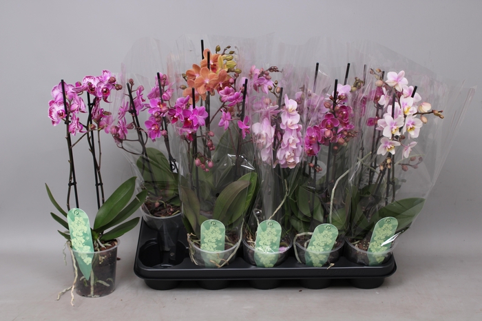 <h4>PHAL MF GEM 4 KL</h4>