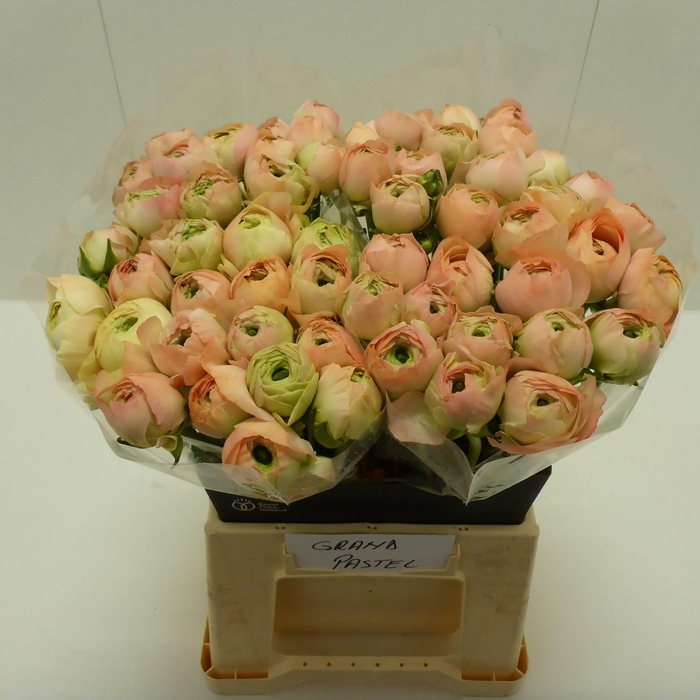 <h4>Ran Success Grand Pastell</h4>