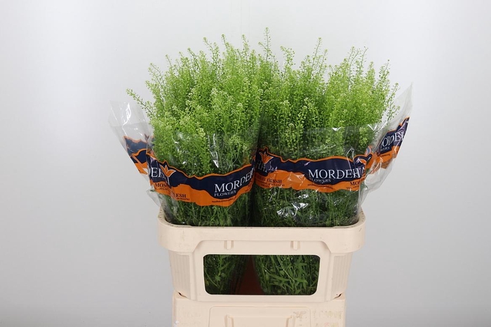 <h4>Lepidium Green Bell</h4>