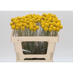 Craspedia Yellow