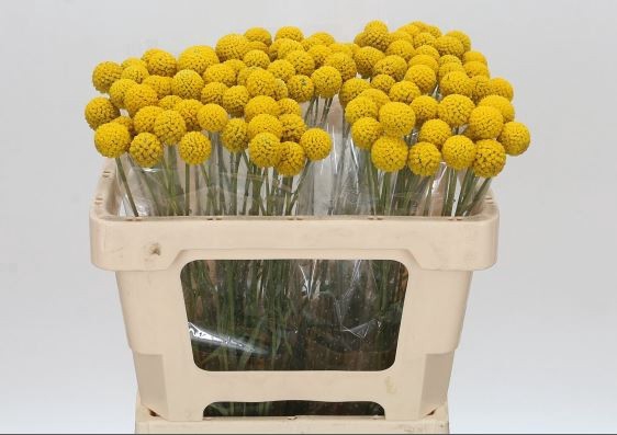 <h4>Craspedia Yellow</h4>